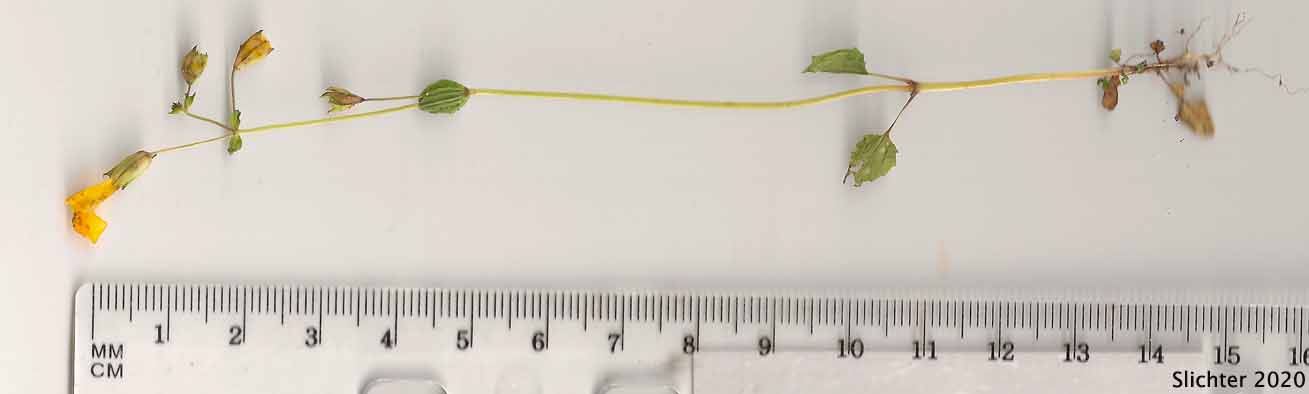 Small-leaf Monkeyflower: Erythranthe microphylla (Synonyms: Mimulus guttatus, Mimulus guttatus var. depauperatus, Mimulus guttatus var. laxus, Mimulus guttatus var. microphyllus, Mimulus laxus, Mimulus microphyllus)