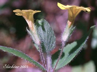 Musk Monkeyflower, Musk-flower Monkeyflower, Musk-flowered Monkey Flower, Sticky Monkey-flower: Erythranthe moschata (Synonyms: Mimulus moschatus, Mimulus moschatus var. moschatus, Mimulus moschatus var. pallidiflorus, Mimulus moschatus var. sessilifolius)