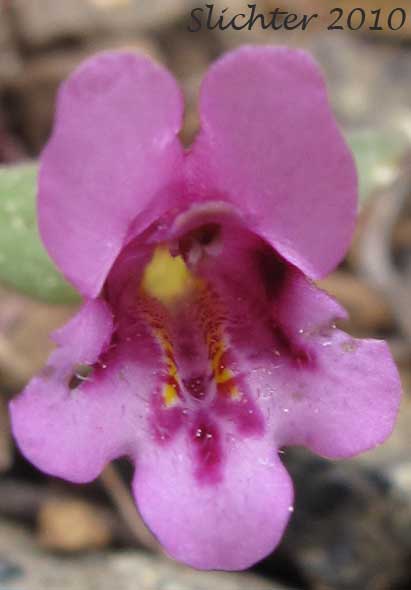 Frontal view of the flower of Dwarf Monkeyflower, Dwarf Purple Monkeyflower, Dwarf Purple Monkey Flower: Diplacus nanus (Synonyms: Mimulus nanus, Mimulus nanus ssp. nanus, Mimulus nanus var. nanus)