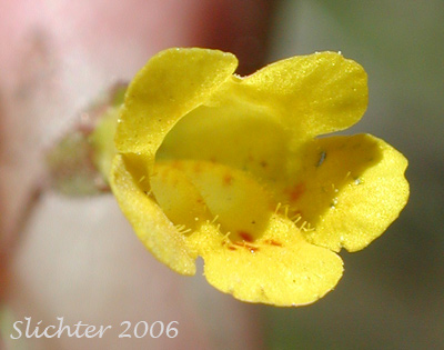 Candelabrum Monkey-flower, Pulsifer's Monkeyflower, Pulsifer's Monkey-flower: Erythranthe pulsiferae (Synonym: Mimulus pulsiferae)