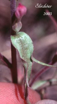 Stem leaf of Copeland's Owl-clover, Copeland's Owl's-clover: Orthocarpus cuspidatus ssp. copelandii (Synonyms: Orthocarpus copelandii, Orthocarpus copelandii var. copelandii)