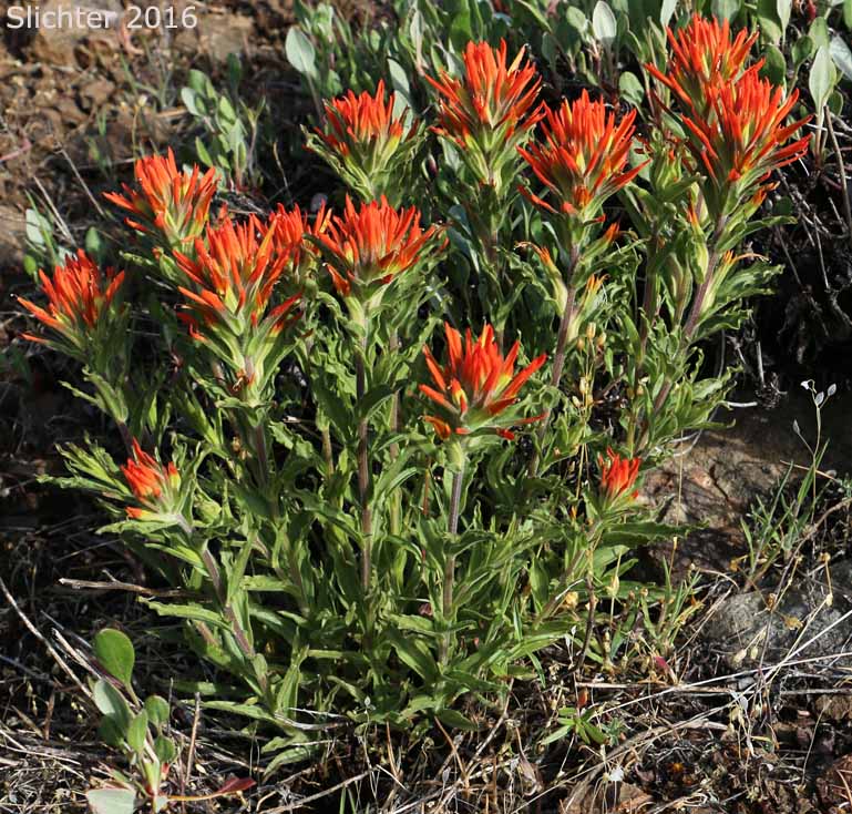 Applegate's Paintbrush, Wavy-leaved Paintbrush: Castilleja applegatei var. applegatei (Synonym: Castilleja applegatei ssp. applegatei)