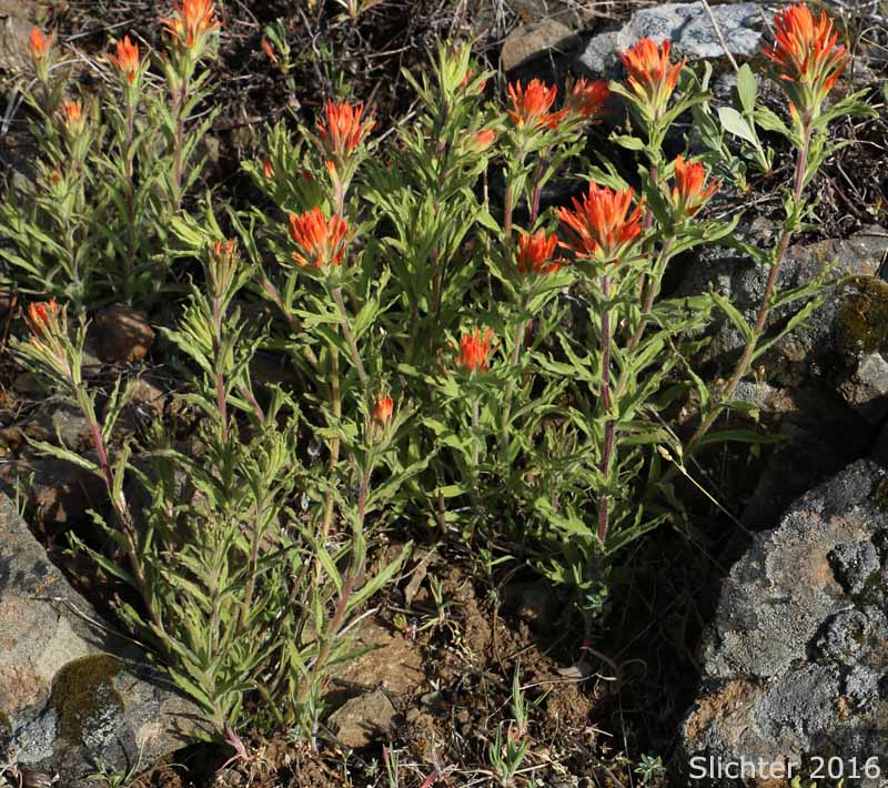 Applegate's Paintbrush, Wavy-leaved Paintbrush: Castilleja applegatei var. applegatei (Synonym: Castilleja applegatei ssp. applegatei)