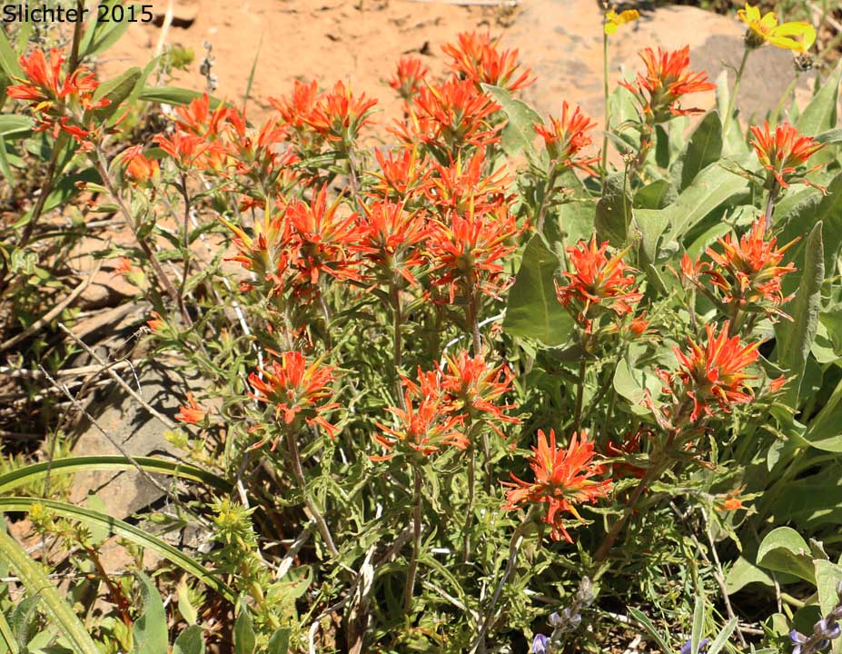 Wavy-leaved Paintbrush: Castilleja applegatei var. applegatei (Synonym: Castilleja applegatei ssp. applegatei)