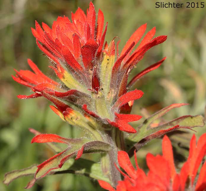 Wavy-leaved Paintbrush: Castilleja applegatei var. applegatei (Synonym: Castilleja applegatei ssp. applegatei)