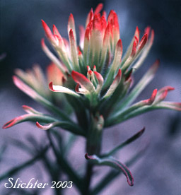 Inflorescence of Desert Paintbrush: Castilleja angustifolia (Synonyms: C. chromosa var. dubia , Castilleja ewanii, Castilleja martinii ssp. ewanii, Castilleja martinii var. ewanii, Castilleja pyramidalis)