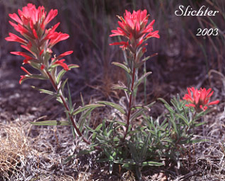 Desert Paintbrush: Castilleja chromosa (Synonym: Castilleja angustifolia var. dubia)