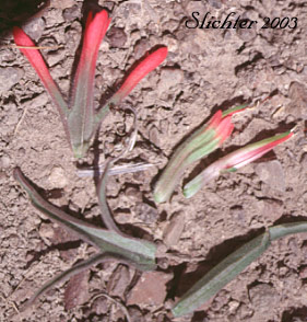 Floral parts and bracts of Desert Paintbrush: Castilleja angustifolia (Synonyms: C. chromosa var. dubia , Castilleja ewanii, Castilleja martinii ssp. ewanii, Castilleja martinii var. ewanii, Castilleja pyramidalis)