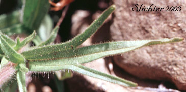 Stem leaf of Gland Indian Paintbrush, Sticky Paintbrush: Castilleja glandulifera