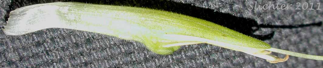 Close-up of the corolla of Gland Indian Paintbrush, Sticky Paintbrush: Castilleja glandulifera