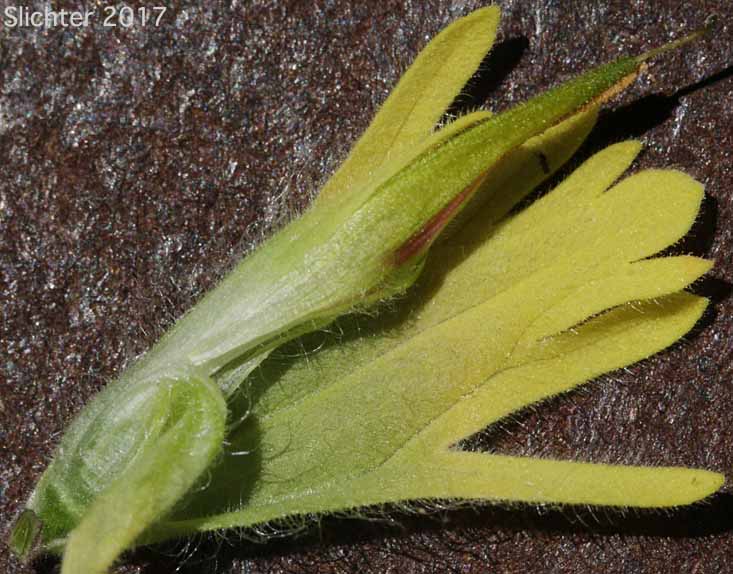 Acute Indian Paintbrush, Harsh Paintbrush: Castilleja hispida var. acuta (Synonyms: Castilleja hispida ssp. acuta, Castilleja taedifera)
