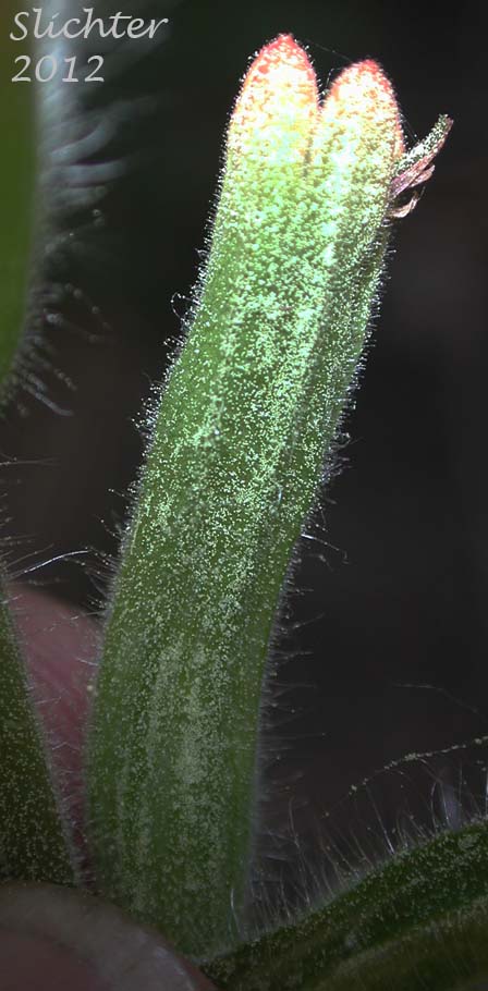 Close-up of the calyx of Acute Indian Paintbrush, Harsh Paintbrush: Castilleja hispida var. acuta (Synonyms: Castilleja hispida ssp. acuta, Castilleja taedifera).