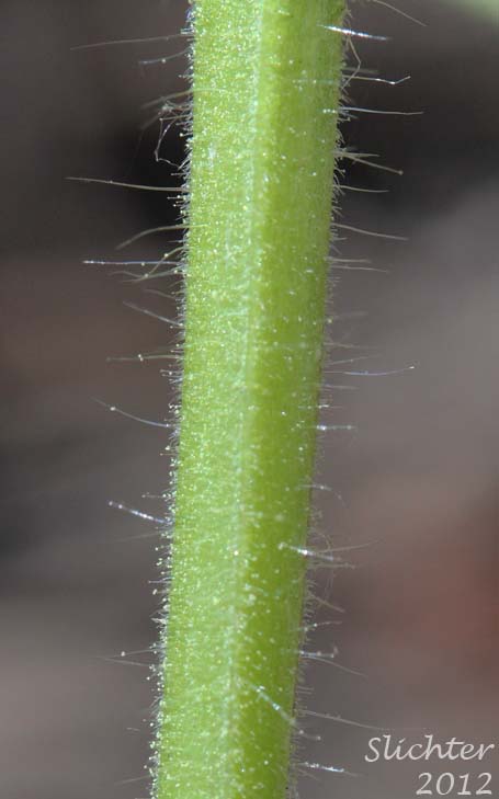 Spreading hairs on the lower stem of Acute Indian Paintbrush, Harsh Paintbrush: Castilleja hispida var. acuta (Synonyms: Castilleja hispida ssp. acuta, Castilleja taedifera).