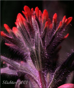 Inflorescence of Acute Indian Paintbrush, Harsh Paintbrush: Castilleja hispida var. acuta (Synonyms: Castilleja hispida ssp. acuta, Castilleja taedifera)