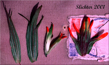 Floral parts of Acute Indian Paintbrush, Harsh Paintbrush: Castilleja hispida var. acuta (Synonyms: Castilleja hispida ssp. acuta, Castilleja taedifera)