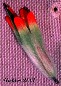 Acute Indian Paintbrush, Harsh Paintbrush: Castilleja hispida var. acuta (Synonyms: Castilleja hispida ssp. acuta, Castilleja taedifera)