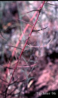 Leaves of Narrow-leaved Paintbrush, Wyoming Paintbrush, Wyoming Indian Paintbrush: Castilleja linariifolia (Synonym: Castilleja linariaefolia, Castilleja linariifolia var. omnipubescens, Castilleja linearis, Castilleja trainii)