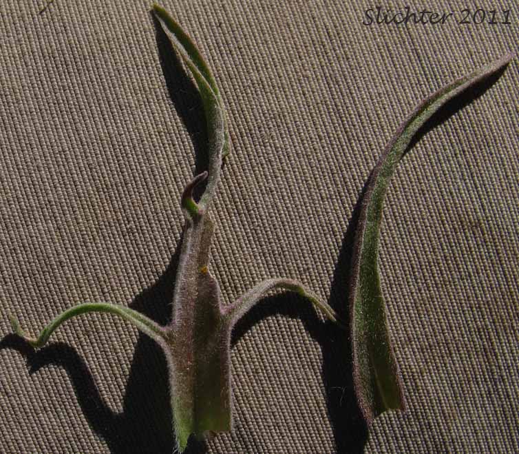 Bracts and stem leaf of Steens Mountain Paintbrush, Steenes Indian Paintbrush: Castilleja pilosa var. steenensis (Synonym: Castilleja steenensis)