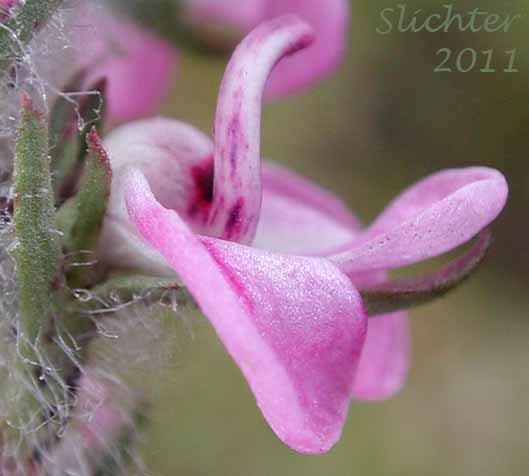 Close-up sideview of a flower of Little Elephantshead, Little Elephant Head, Little Elephant's Head: Pedicularis attollens (Synonyms: Elephantella attollens, Pedicularis attollens ssp. attollens, Pedicularis attollens ssp. protogyna, Pedicularis concinna)