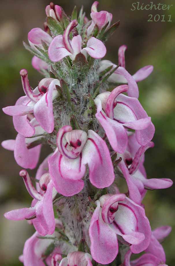 Close-up of the inflorescence of Little Elephantshead, Little Elephant Head, Little Elephant's Head: Pedicularis attollens (Synonyms: Elephantella attollens, Pedicularis attollens ssp. attollens, Pedicularis attollens ssp. protogyna, Pedicularis concinna)