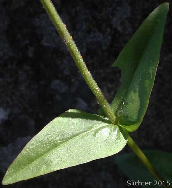 Stem leaf of Sulphur Penstemon, Taper-leaved Penstemon: Penstemon attenuatus var. attenuatus (Synonym: Penstemon attenuatus ssp. attenuatus)
