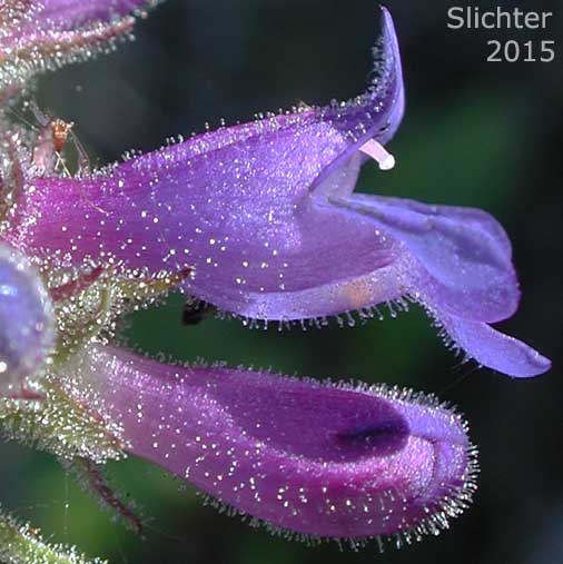 Sideview of a flower of Sulphur Penstemon, Taper-leaved Penstemon: Penstemon attenuatus var. attenuatus (Synonym: Penstemon attenuatus ssp. attenuatus)
