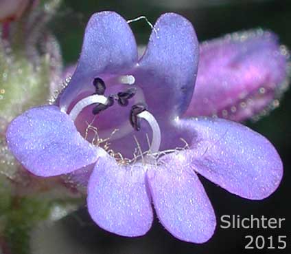 Frontal view of a flower of Sulphur Penstemon, Taper-leaved Penstemon: Penstemon attenuatus var. attenuatus (Synonym: Penstemon attenuatus ssp. attenuatus)
