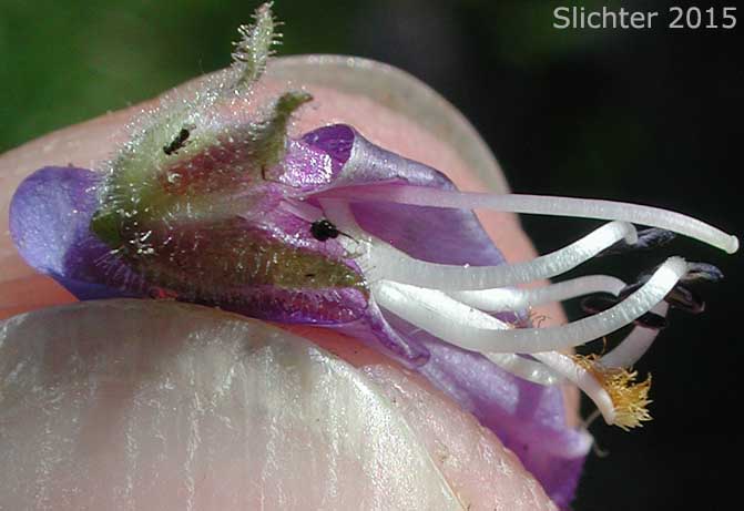 Floral parts of Sulphur Penstemon, Taper-leaved Penstemon: Penstemon attenuatus var. attenuatus (Synonym: Penstemon attenuatus ssp. attenuatus)