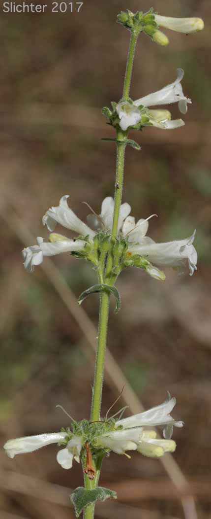 Inflorescence of Sulphur Penstemon, Taper-leaved Penstemon: Penstemon attenuatus var. attenuatus (Synonym: Penstemon attenuatus ssp. attenuatus)