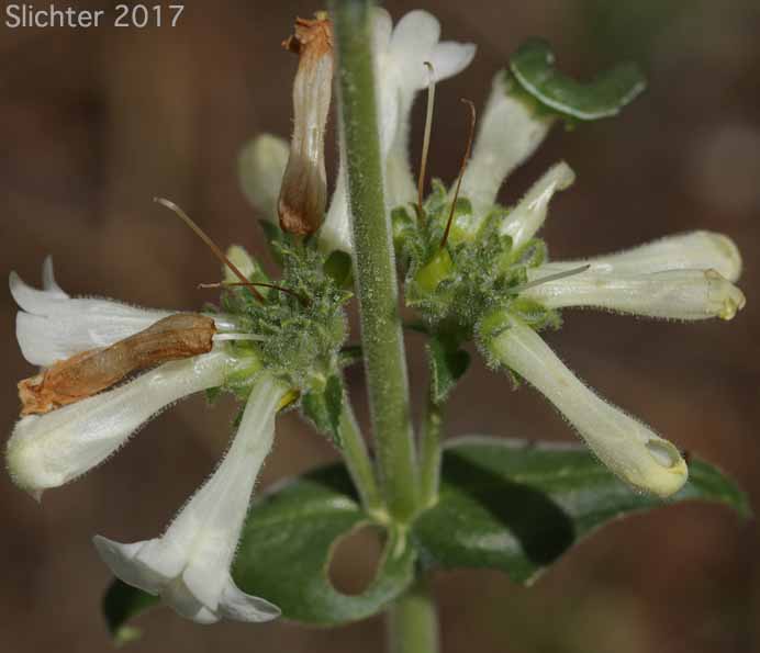 Inflorescence of Sulphur Penstemon, Taper-leaved Penstemon: Penstemon attenuatus var. attenuatus (Synonym: Penstemon attenuatus ssp. attenuatus)