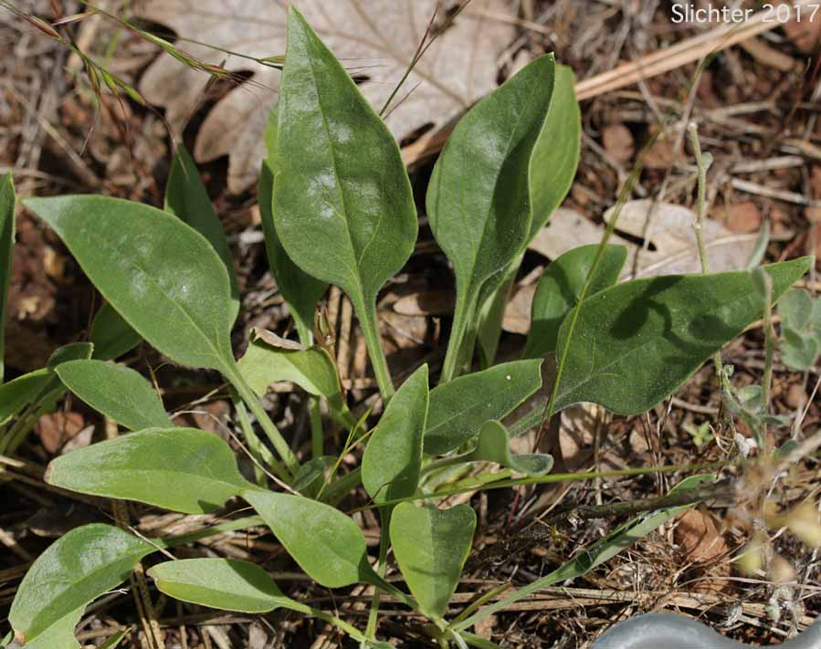 Basal leaves of Sulphur Penstemon, Taper-leaved Penstemon: Penstemon attenuatus var. attenuatus (Synonym: Penstemon attenuatus ssp. attenuatus)