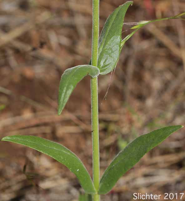 Stem leaves of Sulphur Penstemon, Taper-leaved Penstemon: Penstemon attenuatus var. attenuatus (Synonym: Penstemon attenuatus ssp. attenuatus)