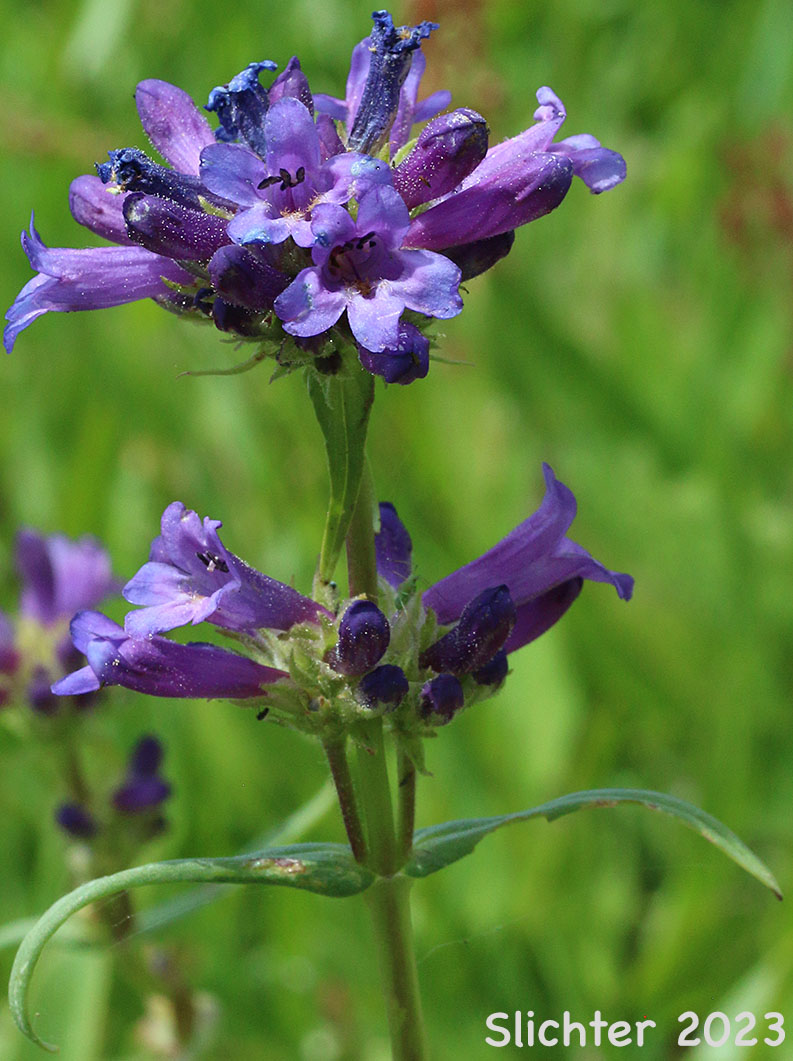 Inflorescence of Sulphur Penstemon, Taper-leaved Penstemon: Penstemon attenuatus var. attenuatus (Synonym: Penstemon attenuatus ssp. attenuatus)