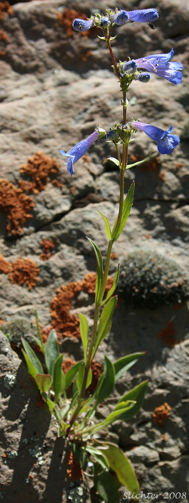 Blue-flowered form of Sulphur Penstemon, Taper-leaved Penstemon: Penstemon attenuatus var. attenuatus