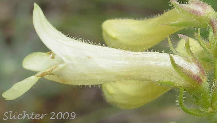 Corolla of Sulphur Penstemon, Taper-leaved Penstemon: Penstemon attenuatus var. attenuatus