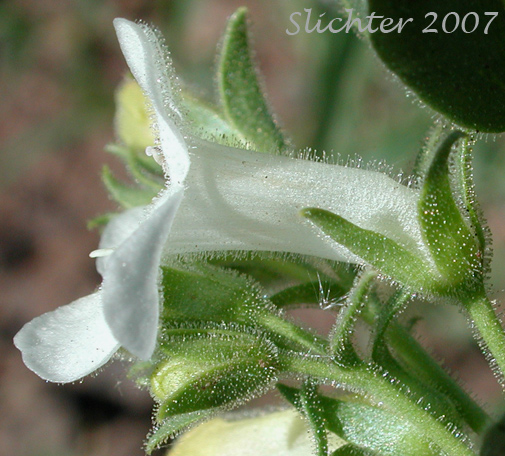 White-flowered form of Sulphur Penstemon, Taper-leaved Penstemon: Penstemon attenuatus var. attenuatus