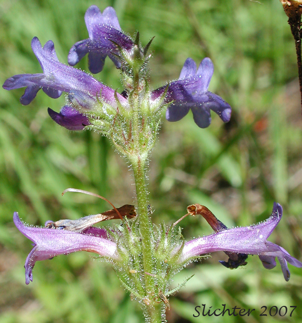 Blue-flowered form of Sulphur Penstemon, Taper-leaved Penstemon: Penstemon attenuatus var. attenuatus