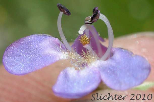 Internal flower parts of Synonym: Penstemon attenuatus ssp. attenuatus