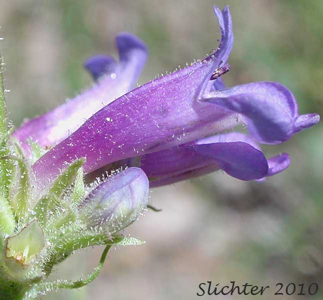 Close-up sideview of the calyx and corolla of Synonym: Penstemon attenuatus ssp. attenuatus