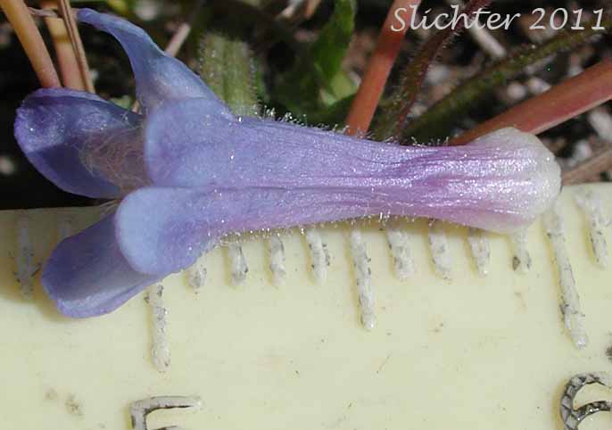Close-up sideview of a corolla of Small-flowered Sulphur Beardtongue, Sulphur Beardtongue, Taper-leaved Penstemon: Penstemon attenuatus var. palustris (Synonym: Penstemon attenuatus ssp. palustris)