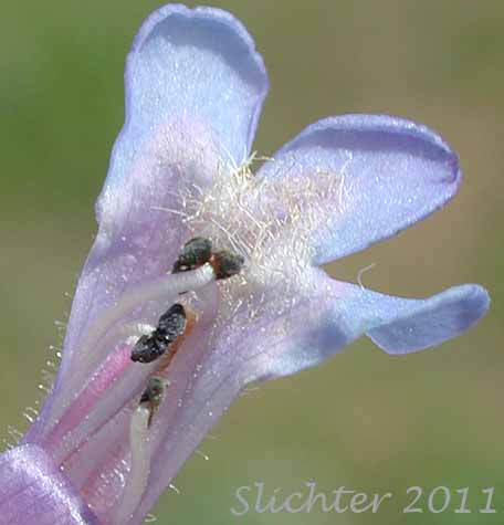 Close-up of the internal flower parts of Small-flowered Sulphur Beardtongue, Sulphur Beardtongue, Taper-leaved Penstemon: Penstemon attenuatus var. palustris (Synonym: Penstemon attenuatus ssp. palustris)