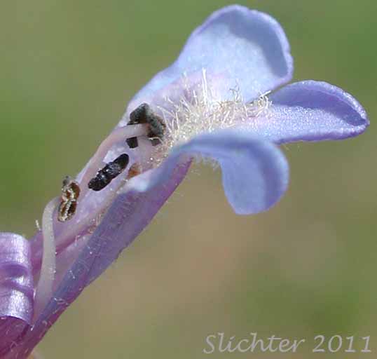 Close-up of the interior flower parts of Small-flowered Sulphur Beardtongue, Sulphur Beardtongue, Taper-leaved Penstemon: Penstemon attenuatus var. palustris (Synonym: Penstemon attenuatus ssp. palustris)