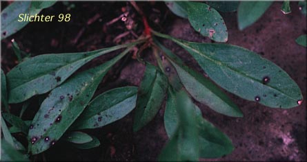 Basal leaves of Small-flowered Sulphur Beardtongue, Sulphur Beardtongue, Taper-leaved Penstemon: Penstemon attenuatus var. palustris (Synonym: Penstemon attenuatus ssp. palustris)