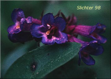 Penstemon attenuatus var. palustris