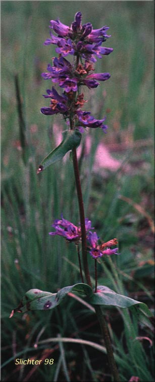 Small-flowered Sulphur Beardtongue, Sulphur Beardtongue, Taper-leaved Penstemon: Penstemon attenuatus var. palustris (Synonym: Penstemon attenuatus ssp. palustris)
