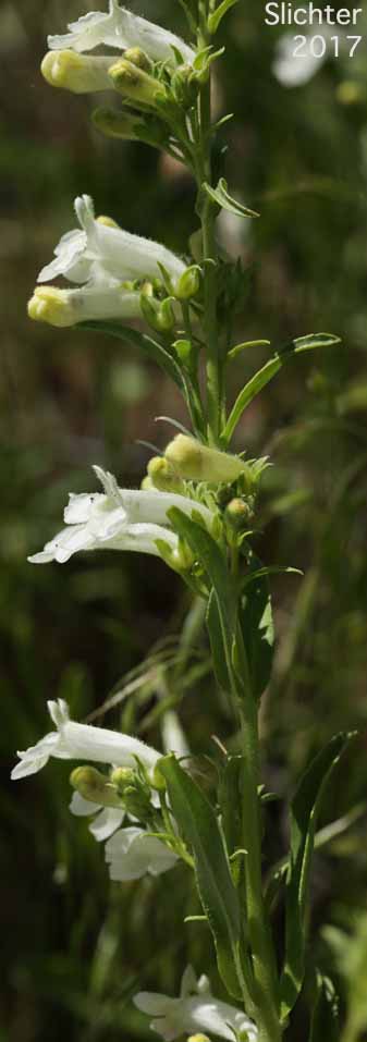 Inflorescence of Hotrock Beardtongue, Hot-rock Penstemon, Scabland Penstemon: Penstemon deustus var. deustus (Synonym: Penstemon deustus ssp. deustus)