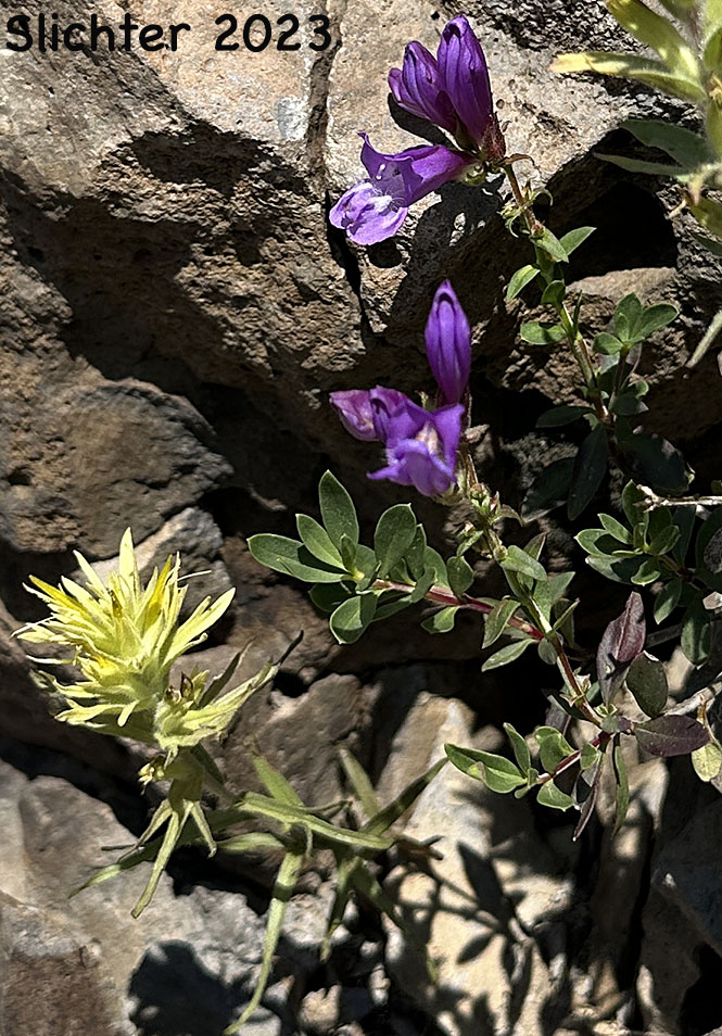 Shrubby Penstemon, Bush Penstemon: Penstemon fruticosus var. fruticosus (Synonym: Penstemon fruticosus ssp. fruticosus)