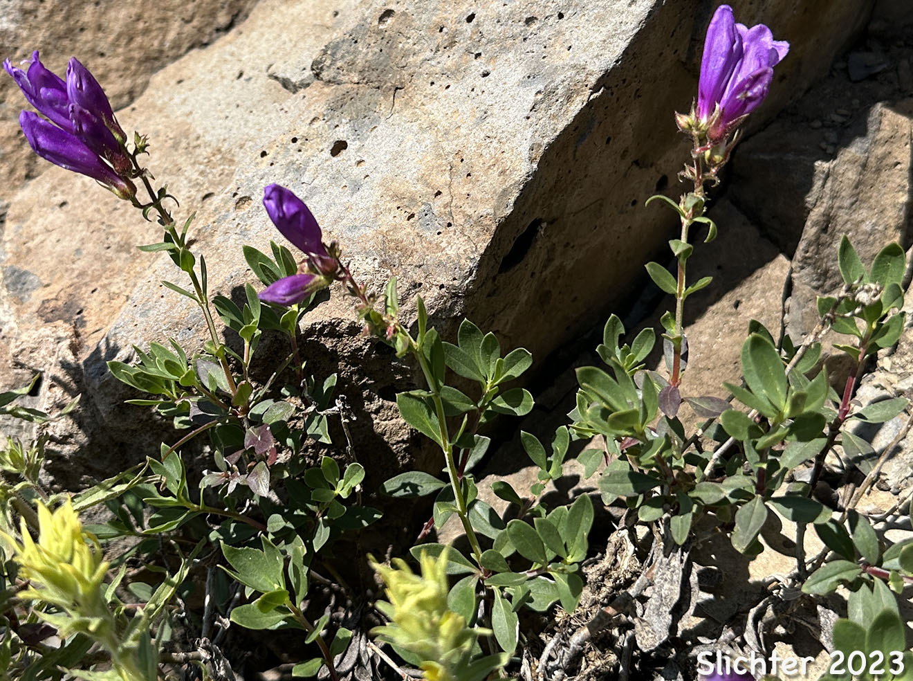 Shrubby Penstemon, Bush Penstemon: Penstemon fruticosus var. fruticosus (Synonym: Penstemon fruticosus ssp. fruticosus)