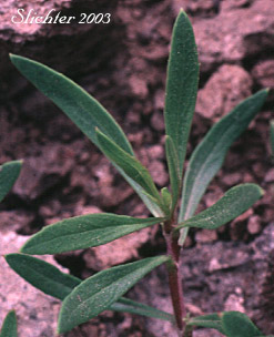 Leaves of Shrubby Penstemon, Bush Penstemon: Penstemon fruticosus var. fruticosus (Synonym: Penstemon fruticosus ssp. fruticosus)
