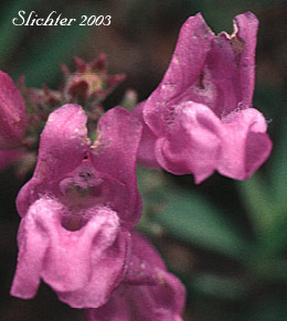 Shrubby Penstemon, Bush Penstemon: Penstemon fruticosus var. fruticosus (Synonym: Penstemon fruticosus ssp. fruticosus)